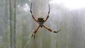 spider or arachnid