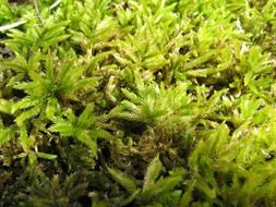 Beautiful green moss plants