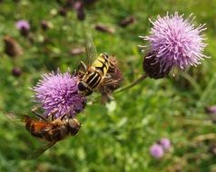 insect on purple flowers