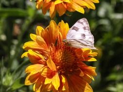 Butterfly on the orange flowers