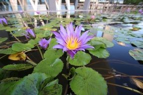 purple waterlilies