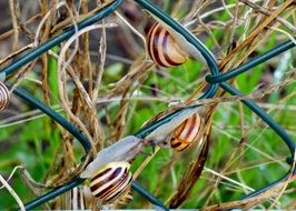group of striped snails on a metal fence close up