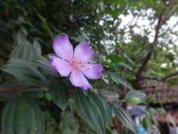 Melastoma malabathricum lilac flower