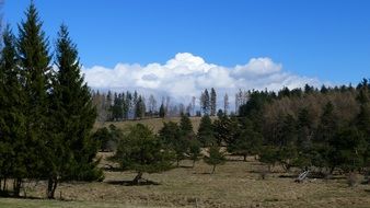 Landscape of the forest and Alps