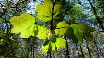 bright green tree foliage closeup