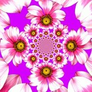 Beautiful, white, pink and yellow flowers at violet background