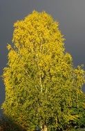 Yellow birch tree and dark clouds