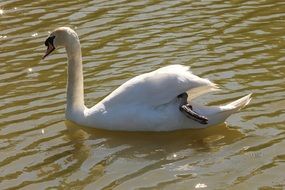 white swan on a pond on a sunny day