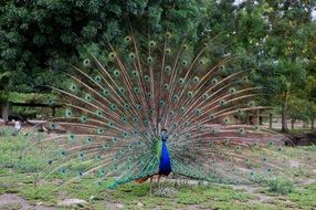 peacock dissolved its enormous tail