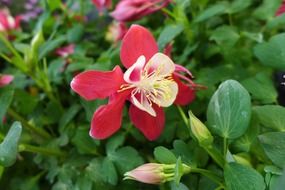 wild red flower in the garden