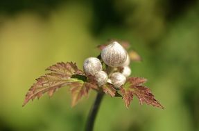 terrific plant