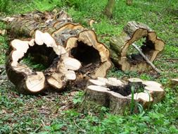 sawed tree trunk in the forest