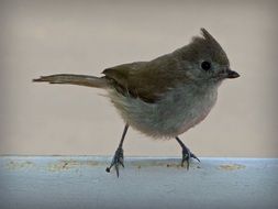 sparrow on white railing