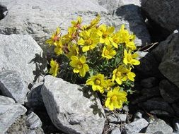 yellow flower in gray stones