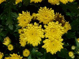 yellow flowering Chrysanthemums