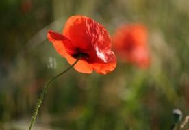 poppy flower close