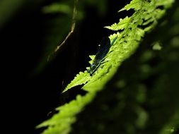 green dragonfly on a leaf of fern