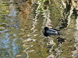 Duck in the water with the reflections