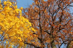 yellow and brown forest