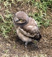 young owl chick