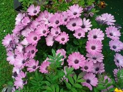 bush of purple garden flowers