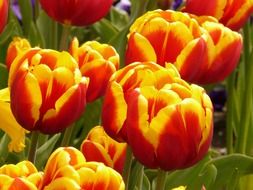 red-yellow tulips on stems close-up