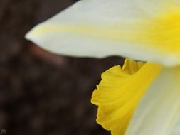 white-yellow flower close up