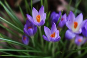 crocus flower bloom