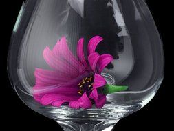 pink flower in a transparent glass