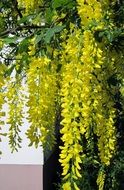 laburnum tree golden yellow