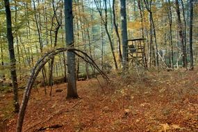 autumn forest fall