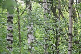 birch forest in nature