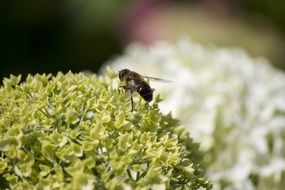 fly on hydrangea flower