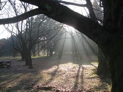sunbeams in the morning forest
