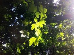 magnificent leaves