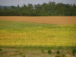 perfect sunflower field