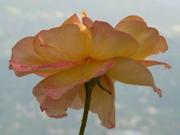 closeup photo of bottom view of pale pink rose on a stem