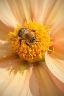 bee in center of flower