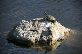 turtle on the rock in the pond