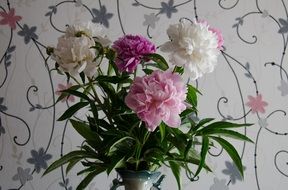 white pink june peonies flowers closeup