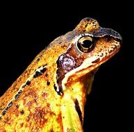 frog on a black background