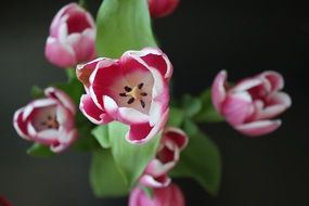 bush of tulips in the garden at night