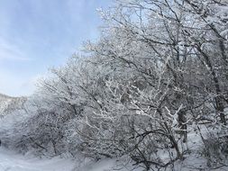 snow on tree branches in the mountain