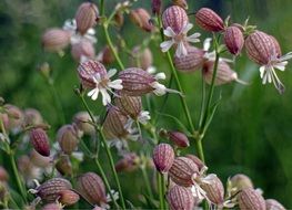 plant with small flowers on a blurred background