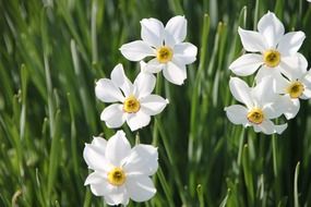 field of white narcissus close-up on blurred background
