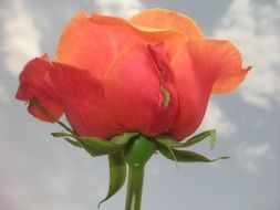 Close up picture of the red flower