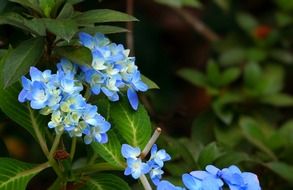 white-blue hydrangea on a bush close-up