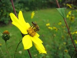insect pollinates a bright yellow flower in summer