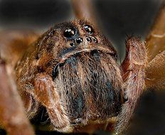 macro spider animal