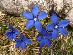 blue flowers near the stone